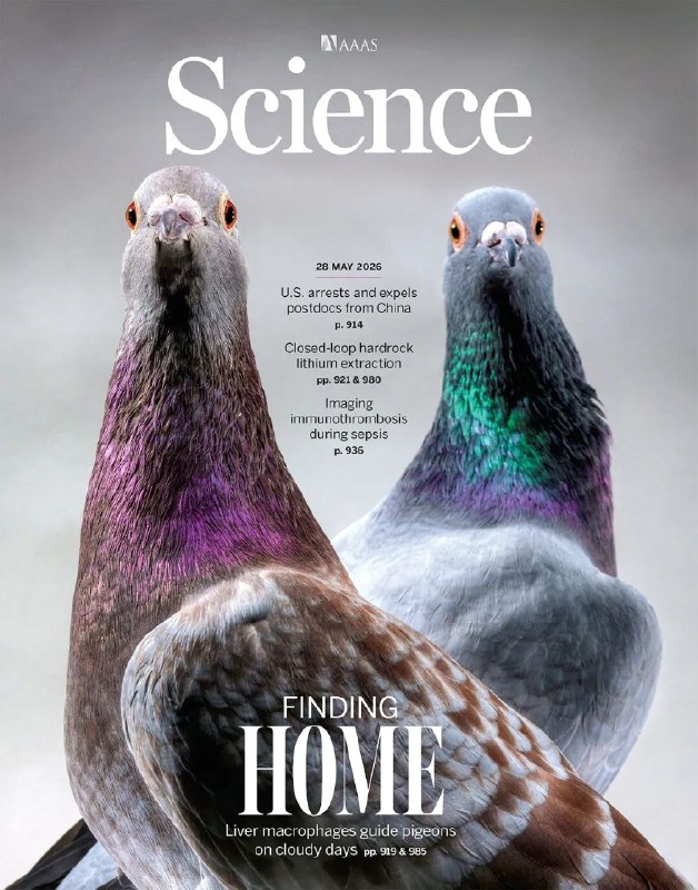鸽子阴天导航的秘密：肝脏里的磁感细胞？科学家发现新机制鸽子能精准归巢，这个现象早已不陌生，但它们在阴天或夜间如何辨别方向，一直是个谜