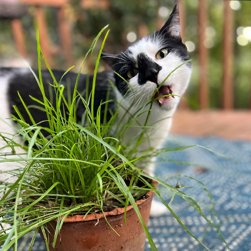 解开猫咪吃草之谜：新研究证实植物“倒刺”是天然的毛球清理器猫咪为何爱吃草？除了广为人知的驱虫假说，科学家们也提出了“毛发排出假说” 
