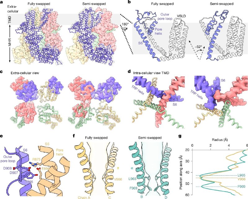 冷觉感受器激活的分子机制被解析：科学家揭示TRPM8如何感知寒冷我们总感觉冷，但冷觉的分子机制一直是个谜