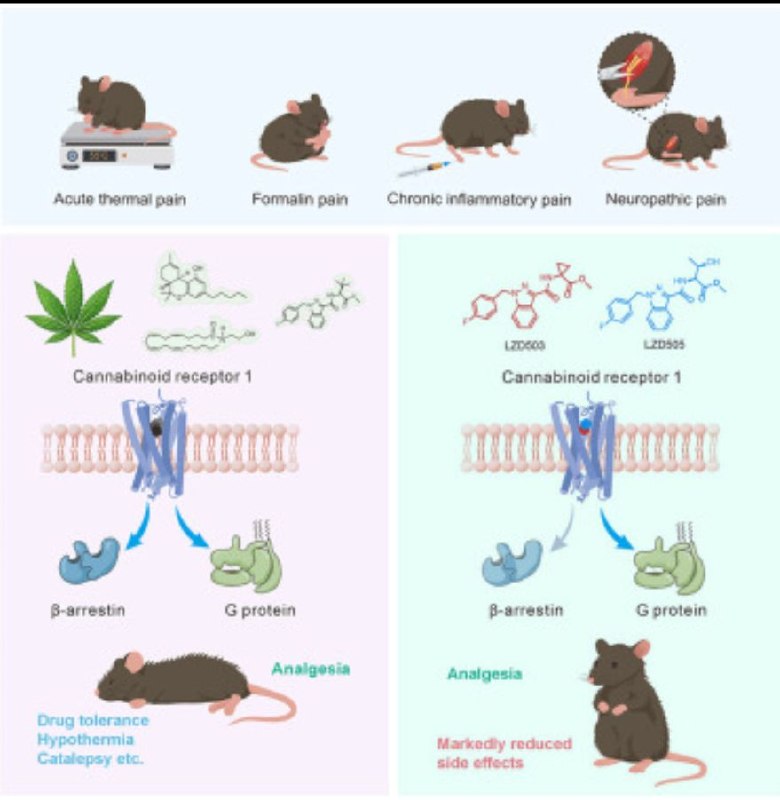 科学家设计出新型止痛药，通过精准调控受体减少副作用传统止痛药如阿片类药物常伴随恶心、便秘等副作用，给患者带来困扰