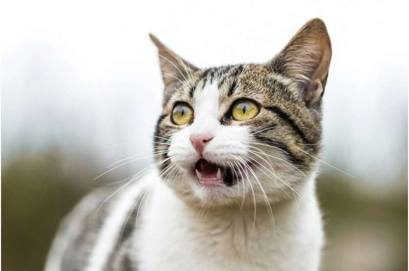 猫咪偏爱男性主人：研究发现猫对男性主人喵叫频率更高猫咪作为神秘而独立的宠物，总是让主人难以捉摸